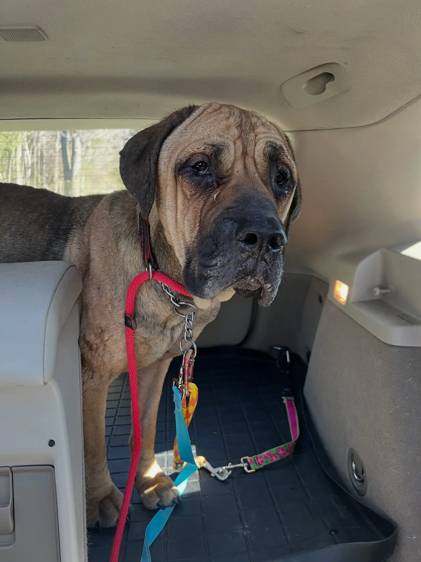 We did it. We found her. We have the third corso. 

Alone in the same remote area where the boys had been abandoned, she stayed hidden in survival mode.

In a moment we will never forget, when she heard Enzo and Eli barking from the truck, she walked