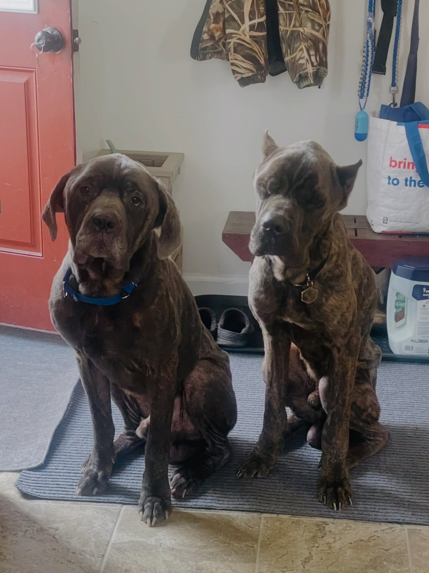 They are finally beginning to exhale &hearts;️

The boys are settling in beautifully in their foster home. They&rsquo;ve had a real taste of the good life, warm beds, full meals, gentle hands - and it turns out they like it very much! Enzo is now kee
