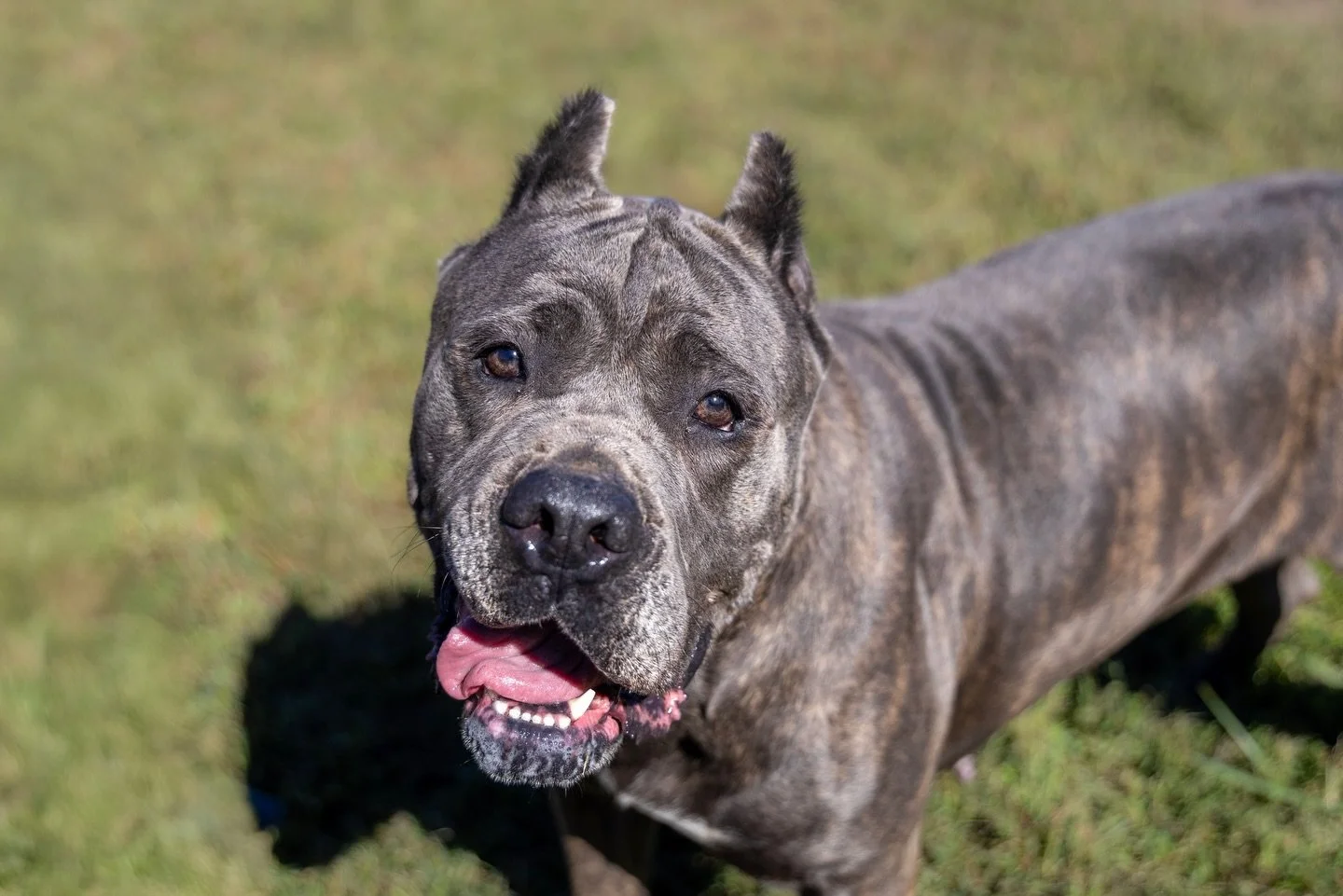 Emergency Fosters Needed for Ash + Poe‼️

We are urgently looking for two experienced fosters to help Ash + Poe as soon as possible. 

Their loving foster who has both pups, has a sudden, very serious family emergency and needs to pause immediately t