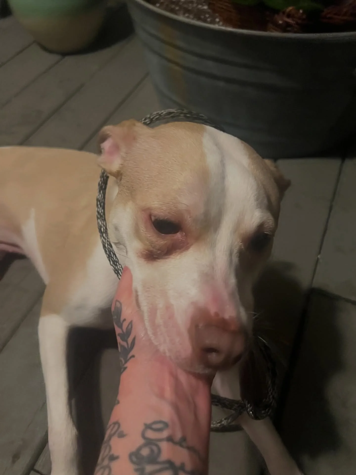 ‼️Delaware, we urgently need your help again‼️

Today, we received a call that a woman was in immediate fear for her dog&rsquo;s life. 

She reported that her husband was threatening to kill the dog. 
to poison her,
to break her neck,
to throw her aw