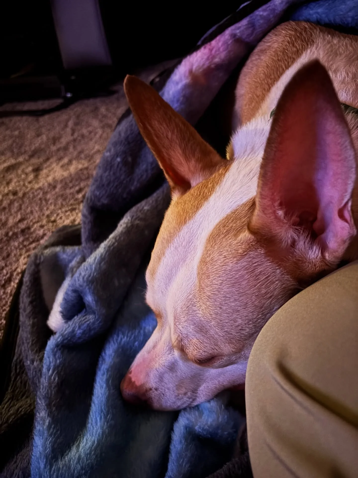 Delaware, thank you. 

Tonight this girl is settling into her loving foster home. This is her at this very moment, curled up, finally able to rest.

There were small moments of peace earlier today, like sitting quietly on the porch listening to the b