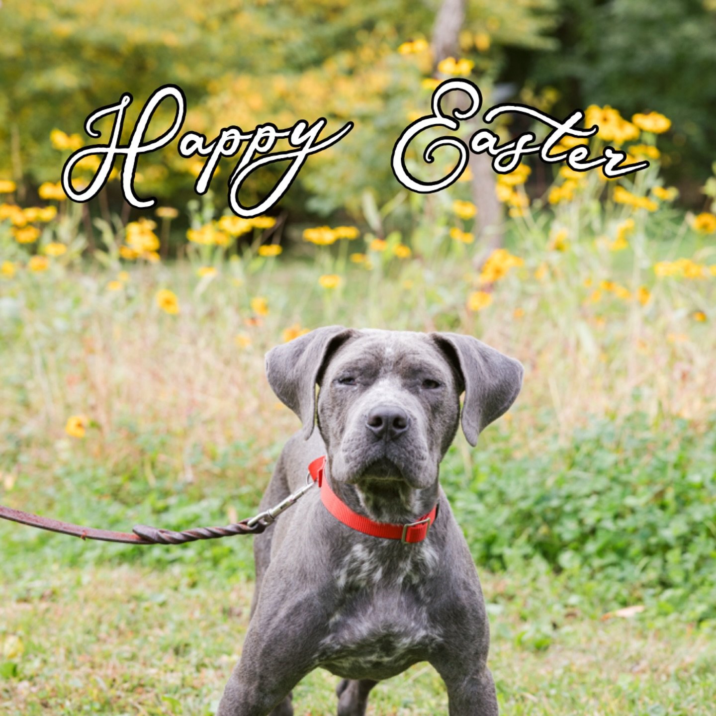 Happy Easter 🐰💛 Love, Poe

We are so happy to report that he is doing great in his loving foster home!