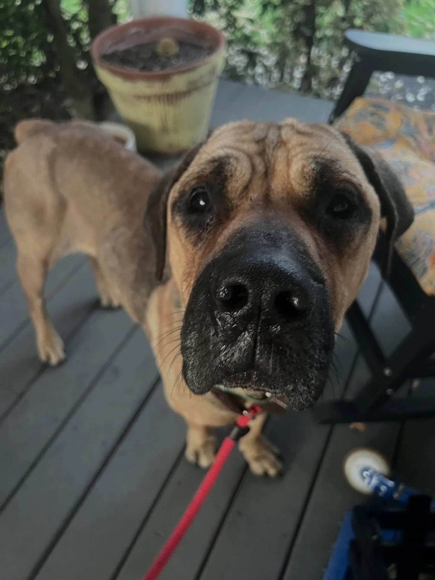 Our Corso Momma is ready to find her foster home &hearts;️

Two weeks ago, Emma was carrying so much fear in her body. She did not know us yet. She did not know she was safe.

Today, on a quiet sunny afternoon, she climbed right into our lap, rolled 