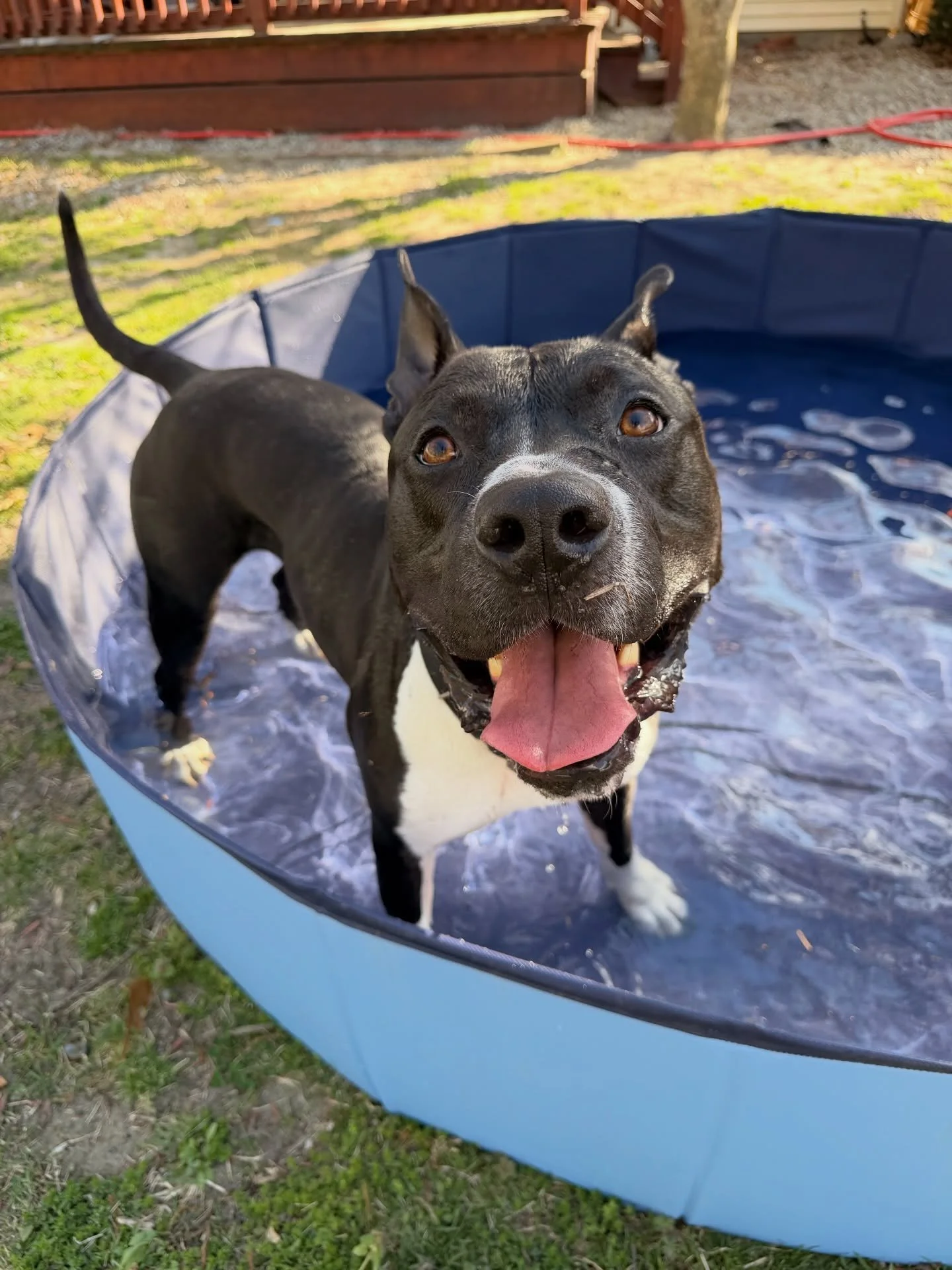 This guy has been showing up for nearly three years-
steady, good, and ready.

And we&rsquo;ll be honest&hellip; there&rsquo;s no big reason he&rsquo;s still waiting and getting looked over. 

Bull is:
 - crate trained
 - easy in the house
 - medium 