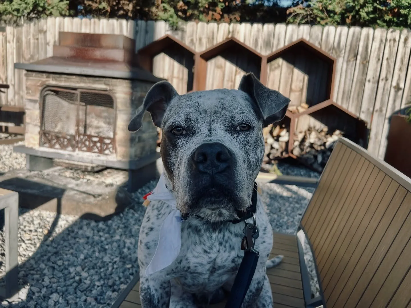 There&rsquo;s just something extra sweet about Ghost Buster 👻

He&rsquo;s the kind of dog who wants to be where his people are, whether that&rsquo;s at home on the couch or hanging out on his best behavior at your favorite brewery. 

Ghost Buster is