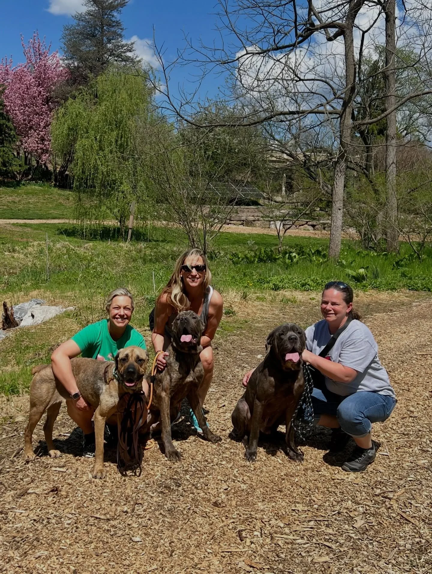 Our Corso family found each other again &hearts;️

Momma Emma, Eli, and Enzo were reunited today at White Feather Farm, and there was no hesitation, just recognition, like no time had passed at all. They walked together, drank from the same stream, a