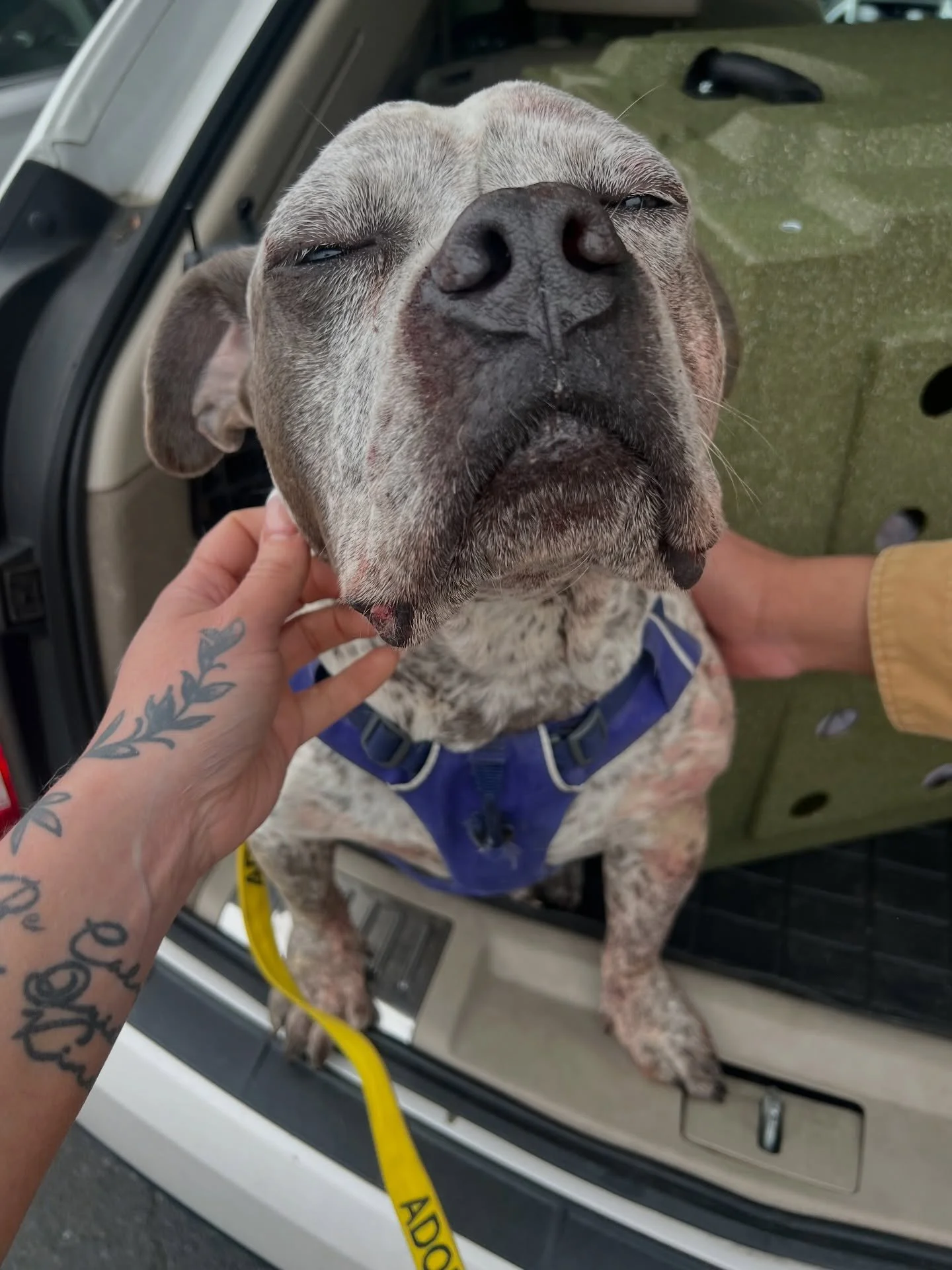 EMERGENCY! 🚨 Ghost Buster was involved in a freak accident during normal play with his foster brother. In an unexpected moment, their collars became entangled, which caused injuries before they could be safely separated.

Both dogs are stable and we