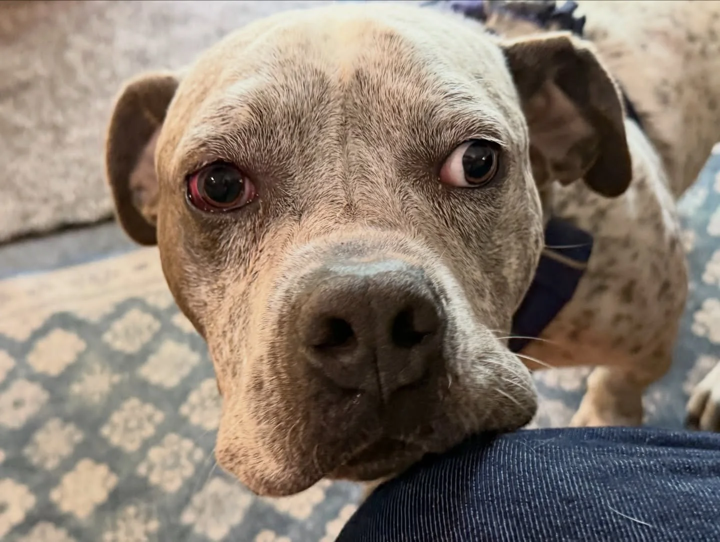 We wanted to come back and share an update on Ghost Buster, and we&rsquo;re sorry it took us a few days to get here. It&rsquo;s been non-stop taking care of the rescue, we&rsquo;ve been full with vet appointments and more emergencies. 

In the meanti