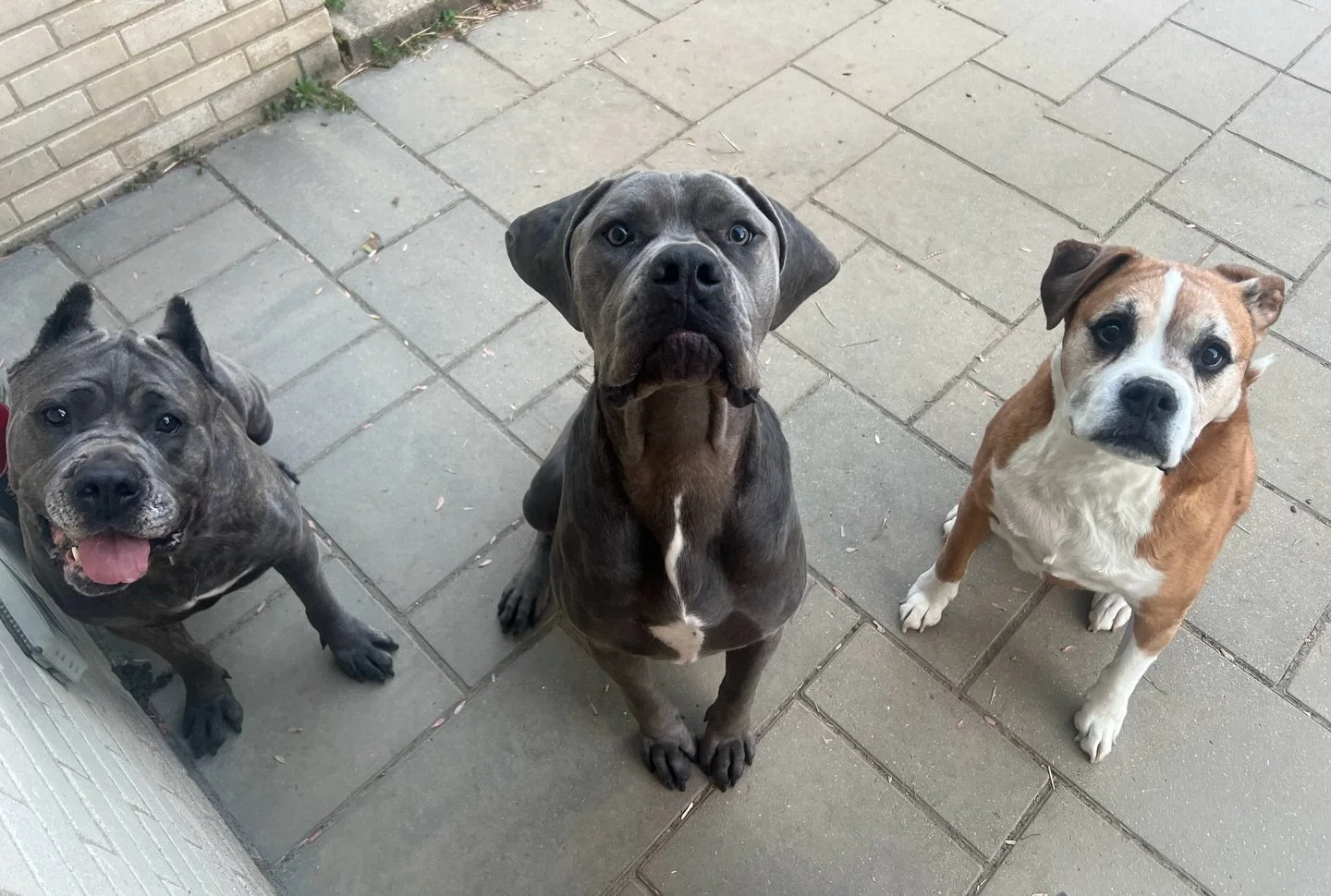 She already knows how to belong.

Ash, on the left, is a three-year-old Cane Corso who moves through a home like she&rsquo;s always been part of it. She reads the room, finds her place, and settles in without needing to take more than what&rsquo;s he