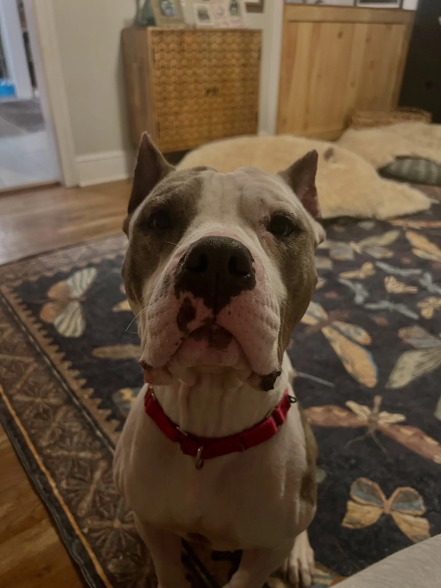 This XL Bully beauty is still waiting for her forever home ✨

Lucy is about 3 years old and bonds deeply with her people. She&rsquo;s affectionate, incredibly loyal, and happiest right by your side, a true snuggle bug who wants to be close to you. 

