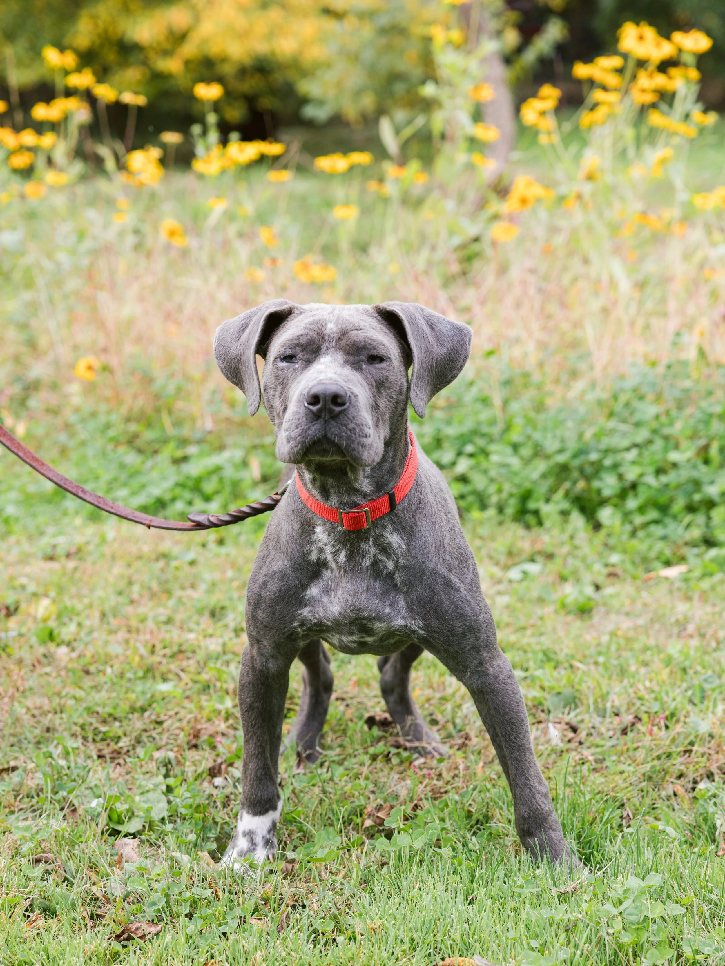 URGENT FOSTER OR FOREVER HOME NEEDED FOR POE‼️

At only around a year and a half old, Poe is still very much a young dog. He is playful, energetic, affectionate, and deeply bonds to his people. Like many young dogs, he still needs continued guidance,