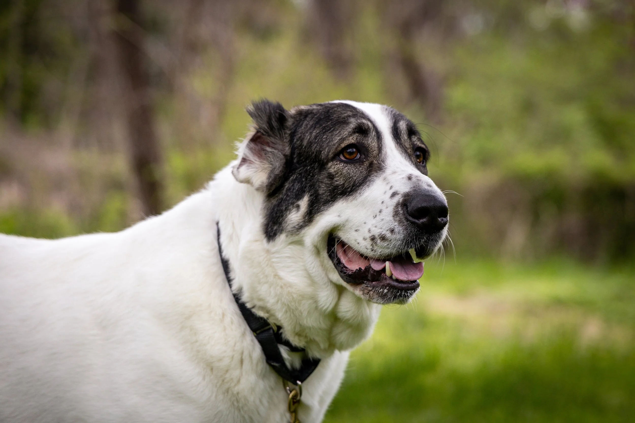Bibi. Three years old. A Central Asian Shepherd, exactly as she was meant to be. Ancient guardian, quiet watcher, deeply loyal.

Some dogs are meant for neighborhoods and busy sidewalks. Bibi is not one of them. She is meant for open sky, long grass,