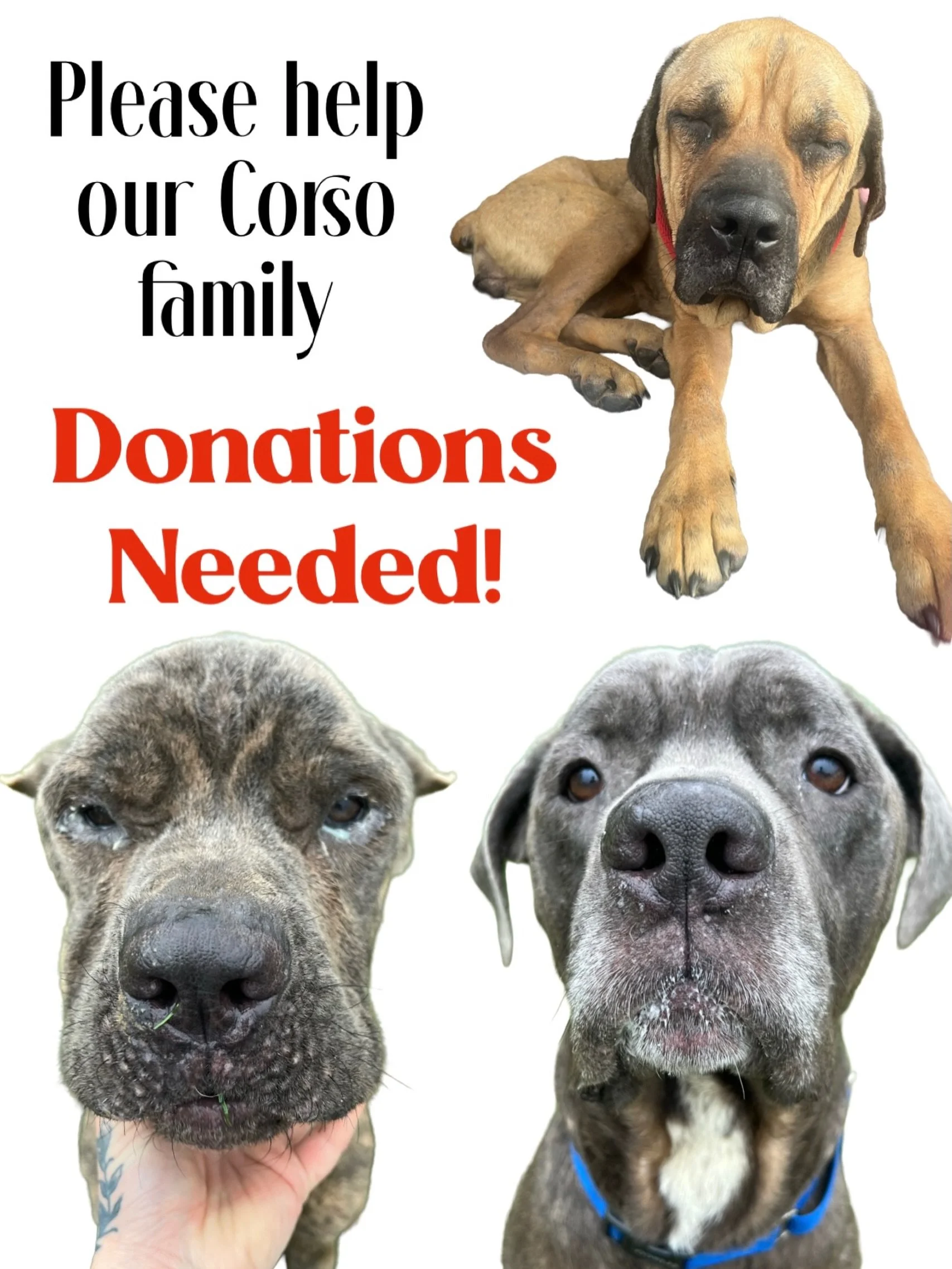 Please help our Corso family.

Mama Emma, Eli, and Enzo have already survived more than they ever should have had to. Since coming into rescue, they have received extensive medical care, decompression, nourishment, safety, and time to heal. Now that 
