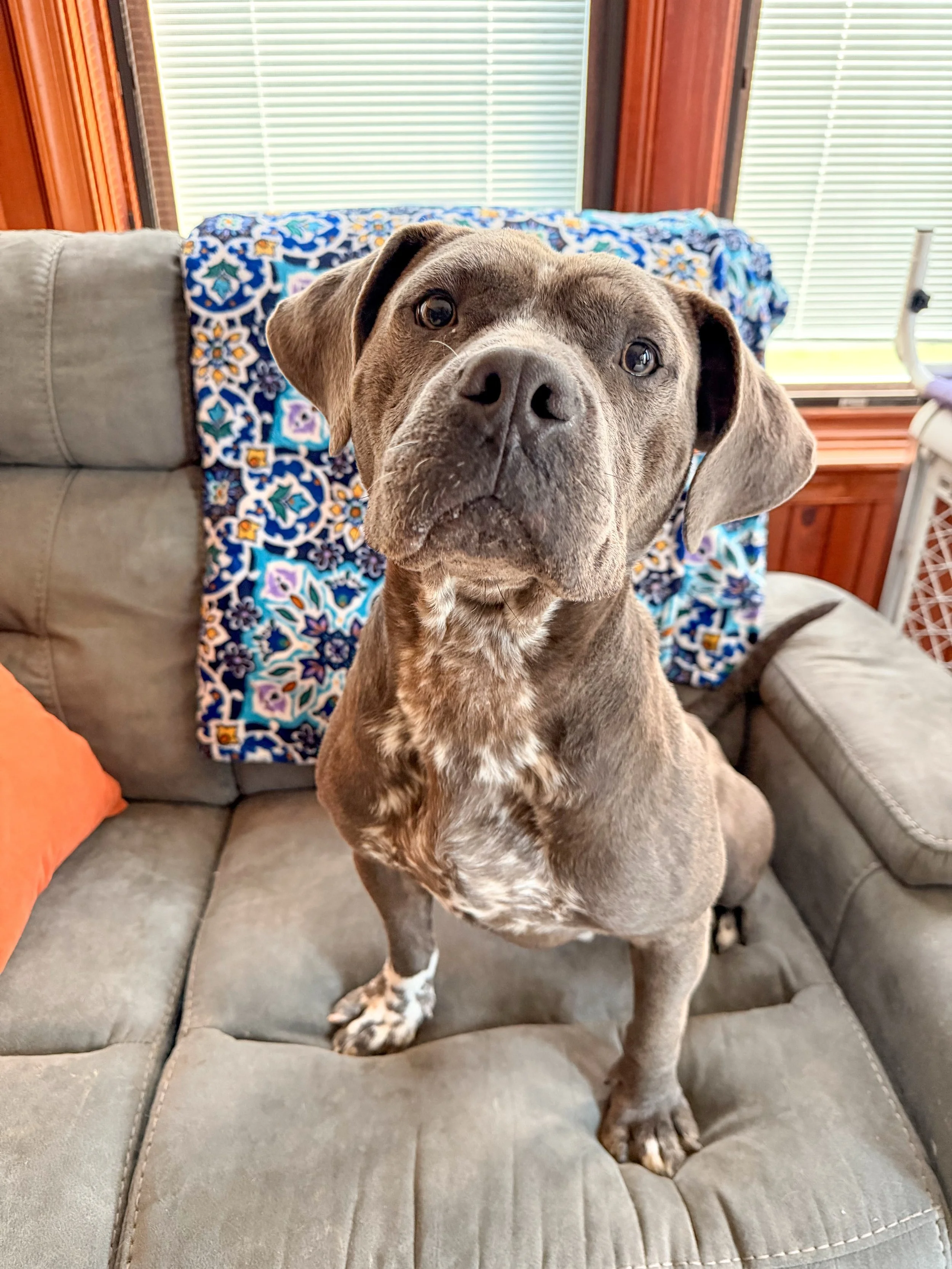 We&rsquo;re grateful to share that Poe is settled for now while we continue searching for a long-term foster or forever home for him.

The biggest thank you to Rachel and @wigglebuttsdogtraining  for stepping in temporarily and opening her space to P
