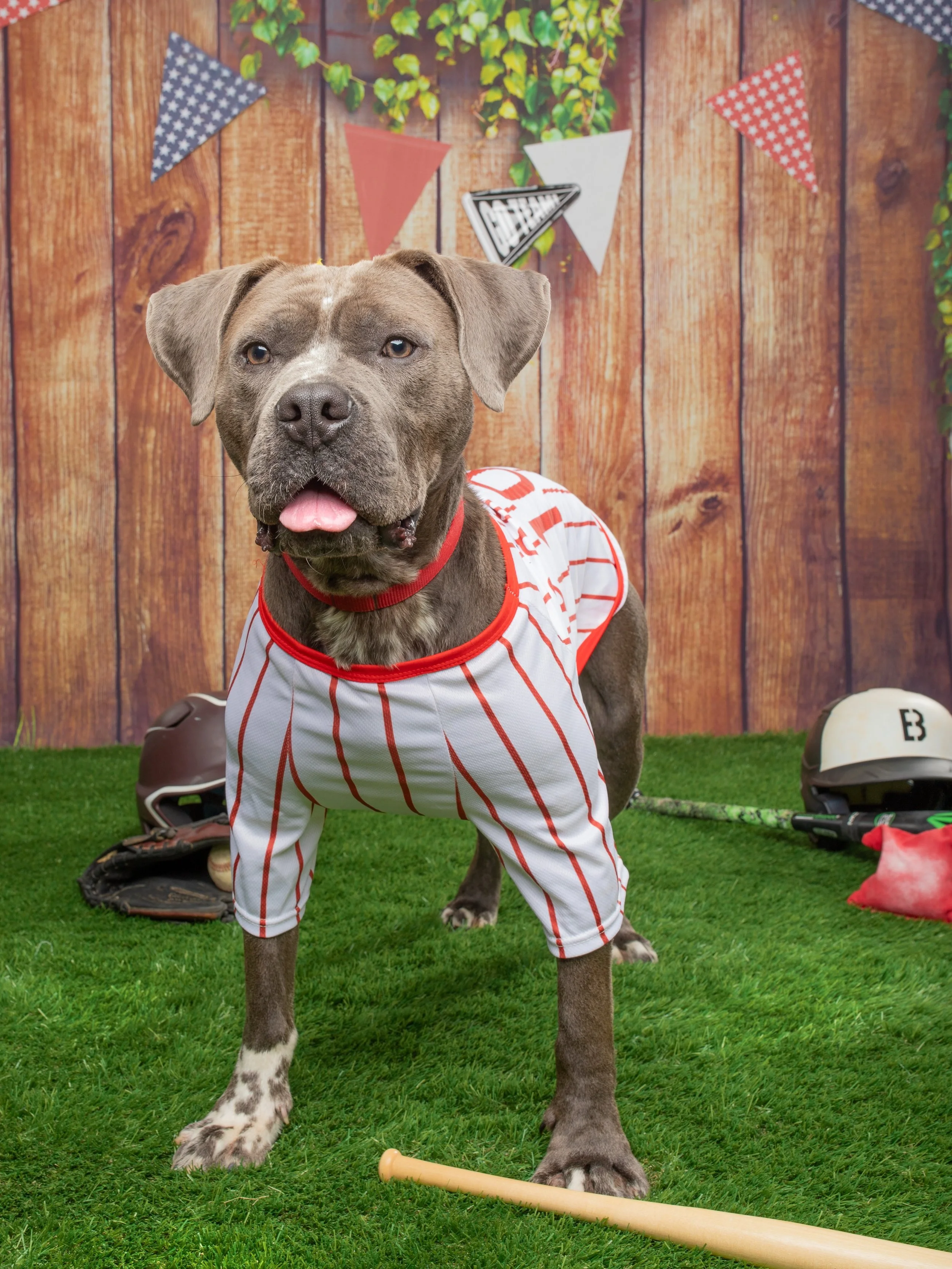 ⚾️ Poe is ready to find his home team! 

Every player deserves a team behind him, and Poe is still waiting for his. At just a year and a half old, Poe is the kind of dog who keeps showing up with his whole heart. He&rsquo;s goofy, affectionate, eager