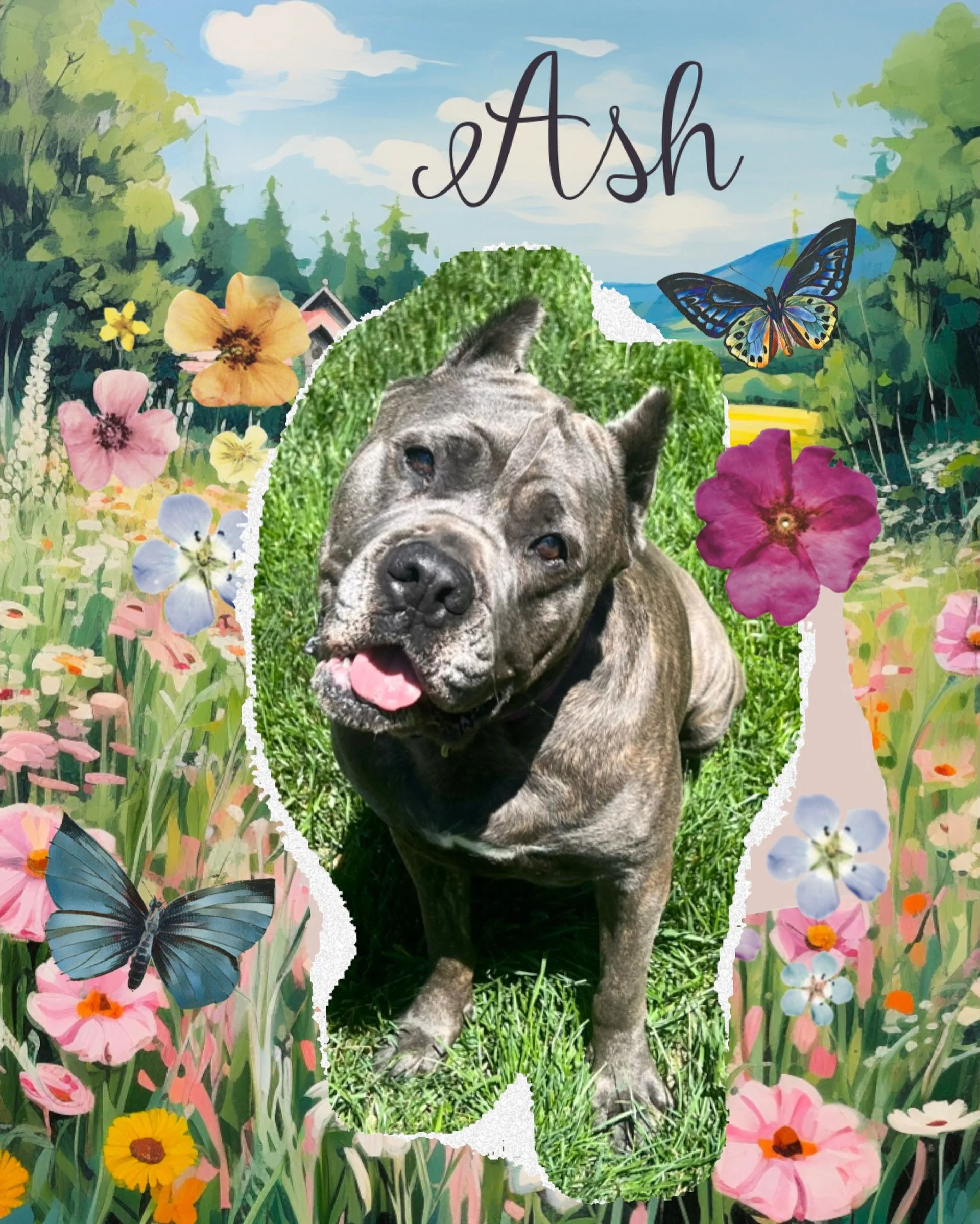 Ash 🌸

Ash is around 3&ndash;4 years old and is truly one of the sweetest girls you could ever meet. This beautiful Cane Corso loves to snuggle, adores children and does wonderful with other dogs. In fact, she loves having dog companions so much tha