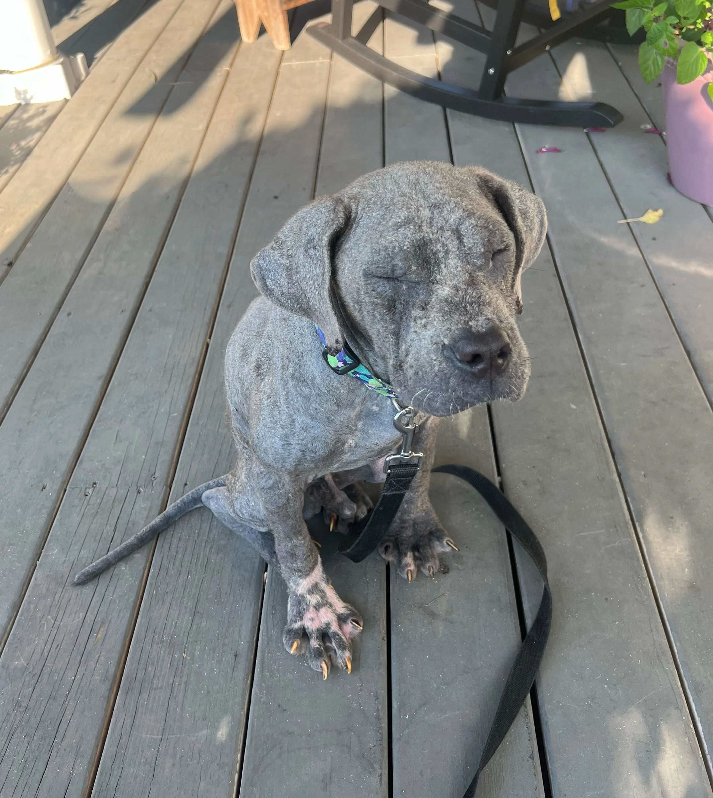 URGENT: FOSTER OR FOREVER HOME NEEDED FOR POE BY WEDNESDAY 6/3‼️

Poe needs our help. 

This boy has been nursed back to health from the brink. When Poe first came to us, he was in horrific shape - shut down, physically struggling, and carrying the w