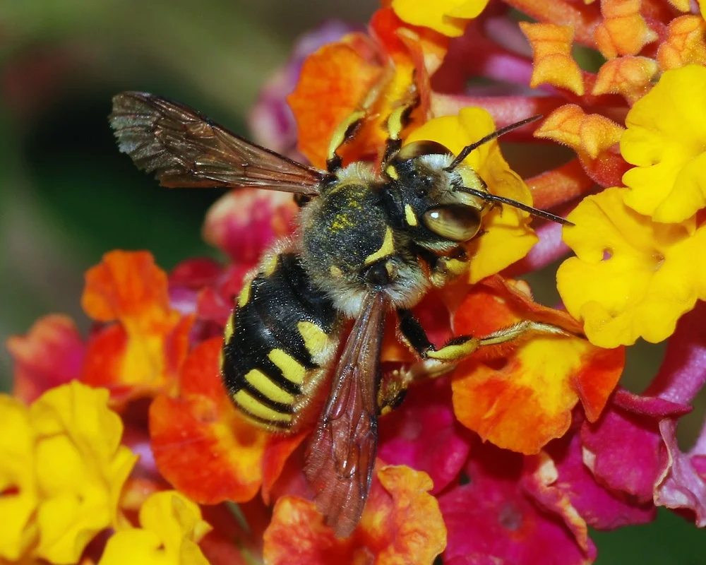 Anthidium_February_2008-1.jpg