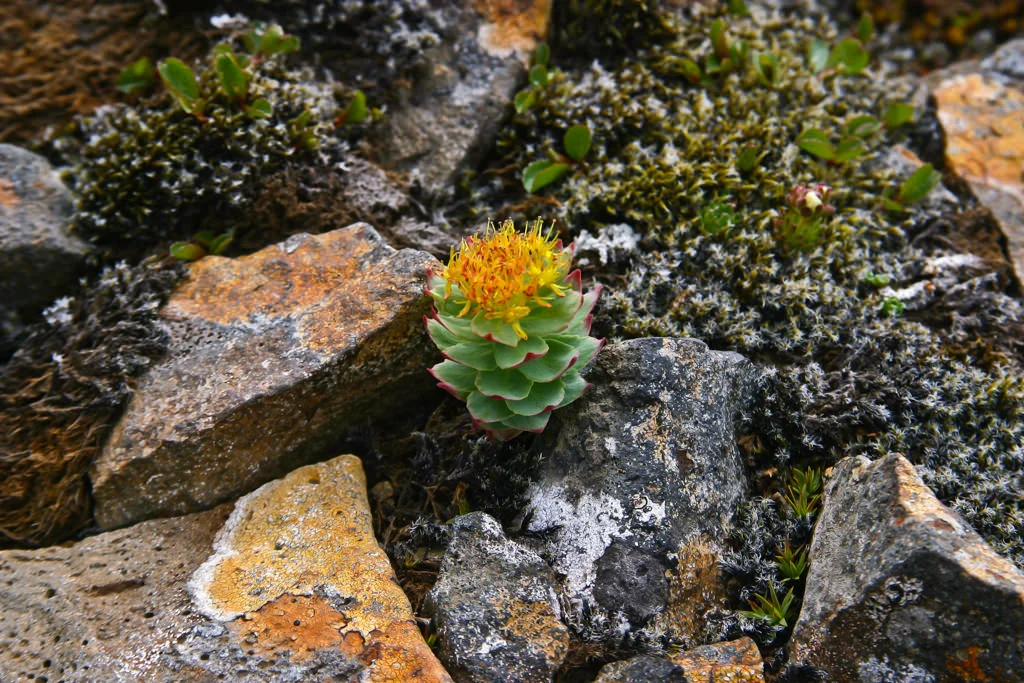 kristjaningi-03.jpg