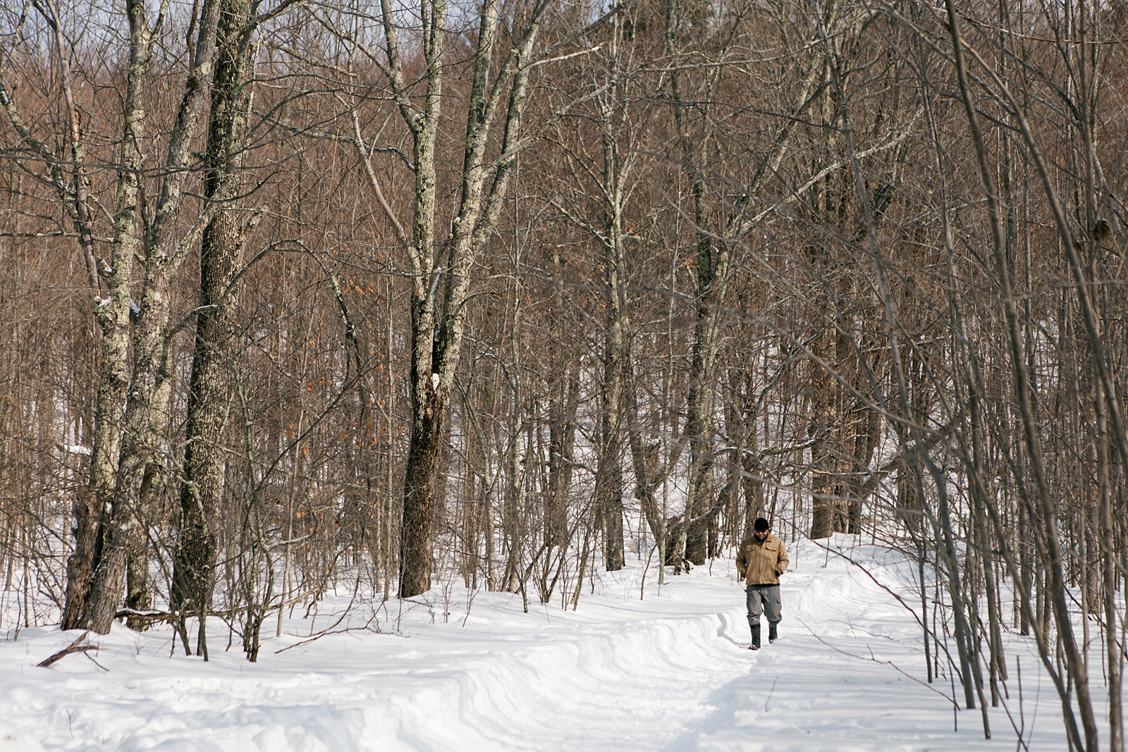 Motorcycles, Woods, Snow