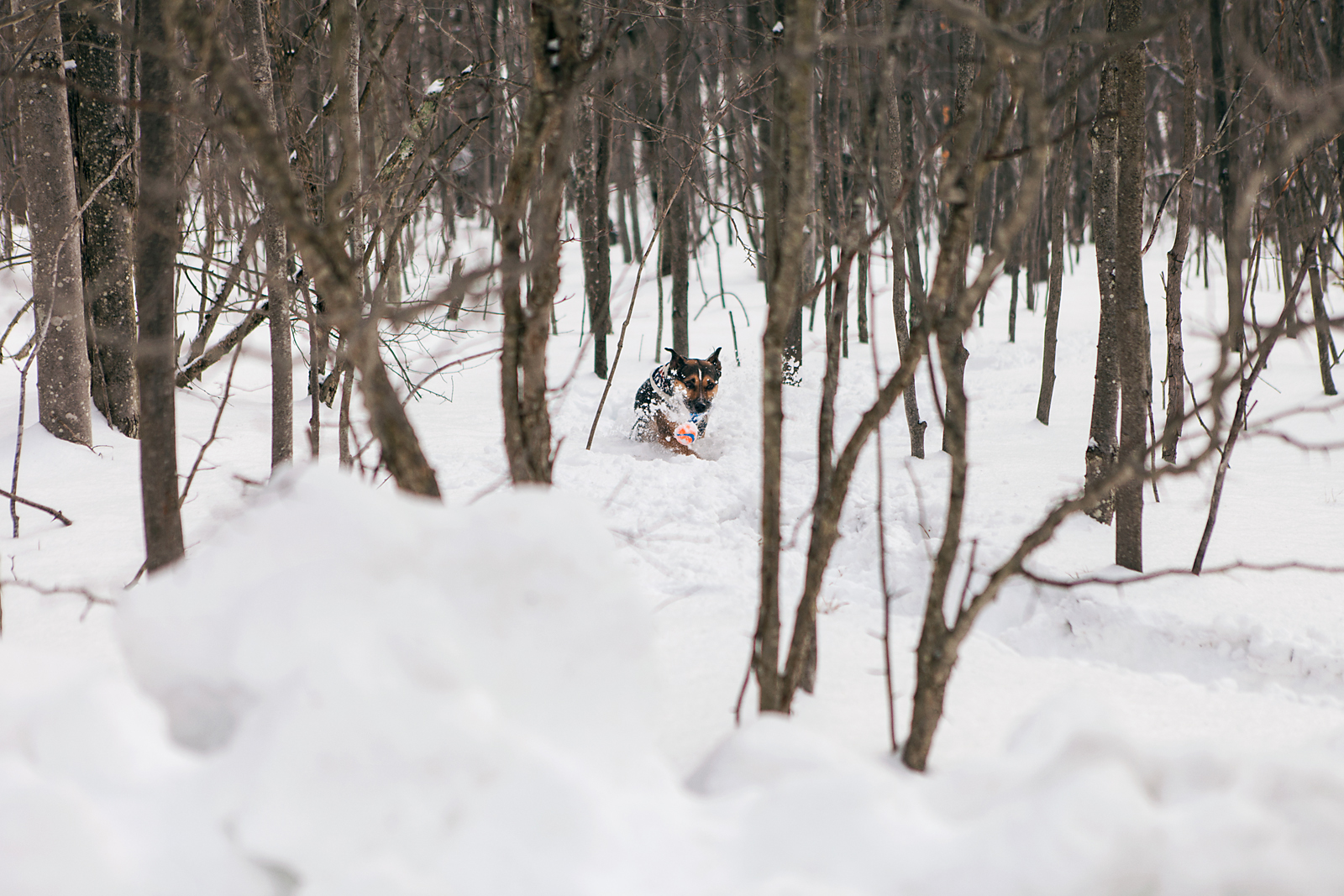 Motorcycles, Woods, Snow