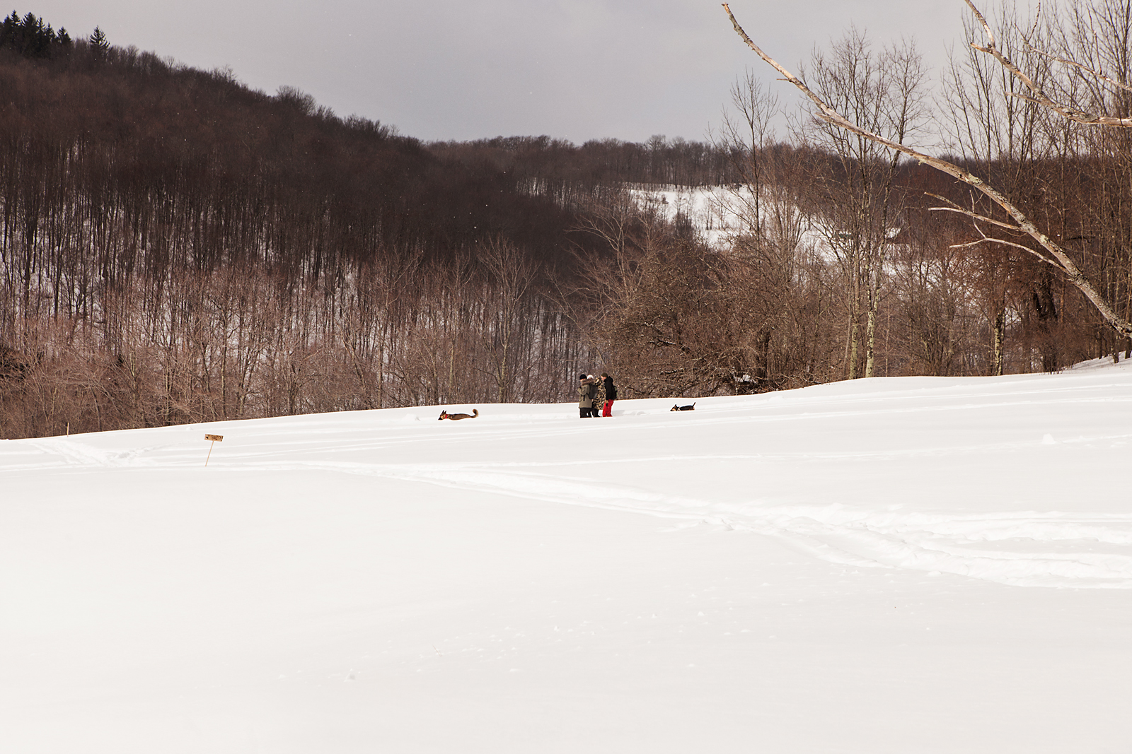 Motorcycles, Woods, Snow
