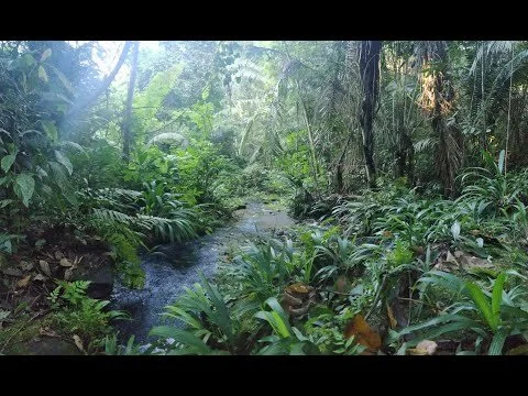 Back to the Forest (Harmony Yemanya)