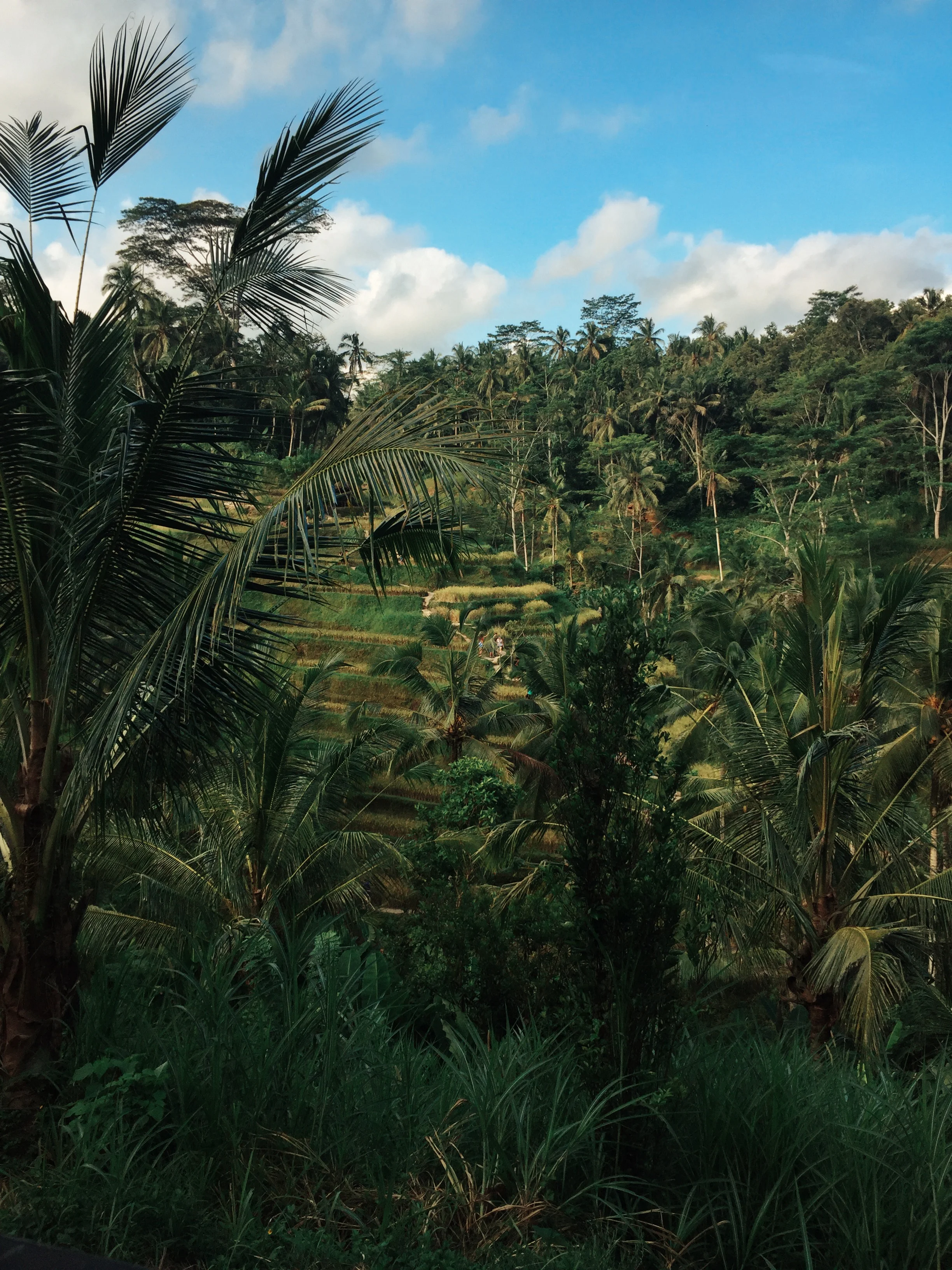 Tegalalang Rice Terrace, Ubud, Bali, Indonesia