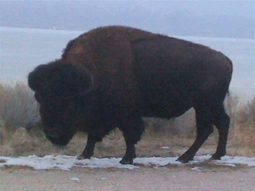 american bison, antelope island UT