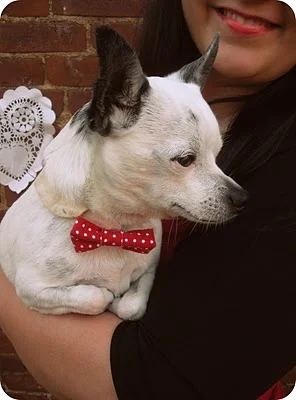 Bono+Bow+Tie.jpg