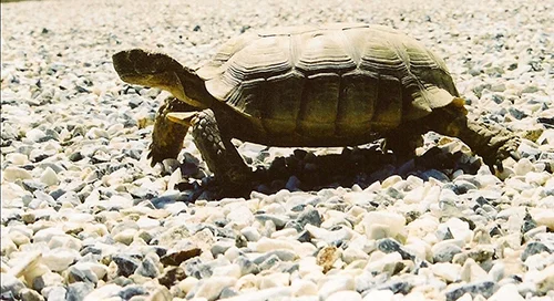 tortoise_500.jpg