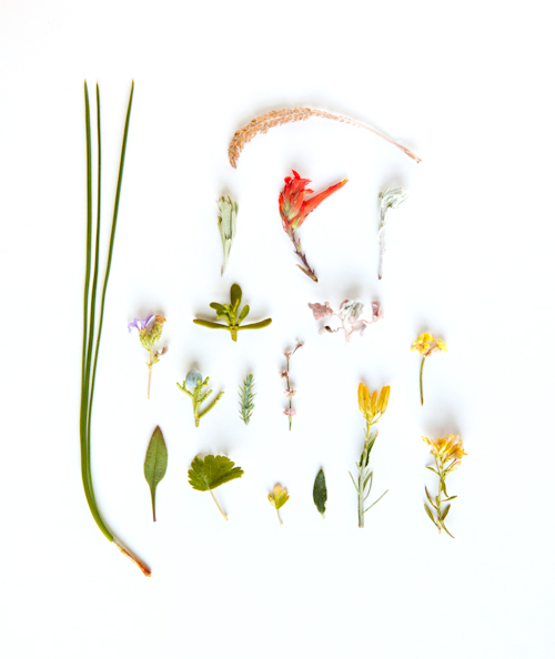 Desert_Flora_1.jpg