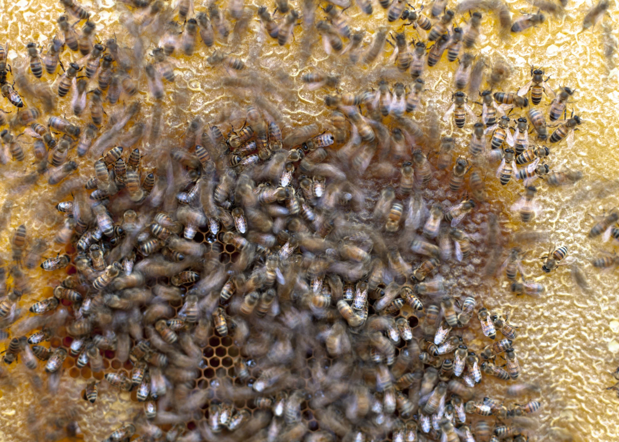 Renee Ricciardi Bees in Italy Motion Study.jpg