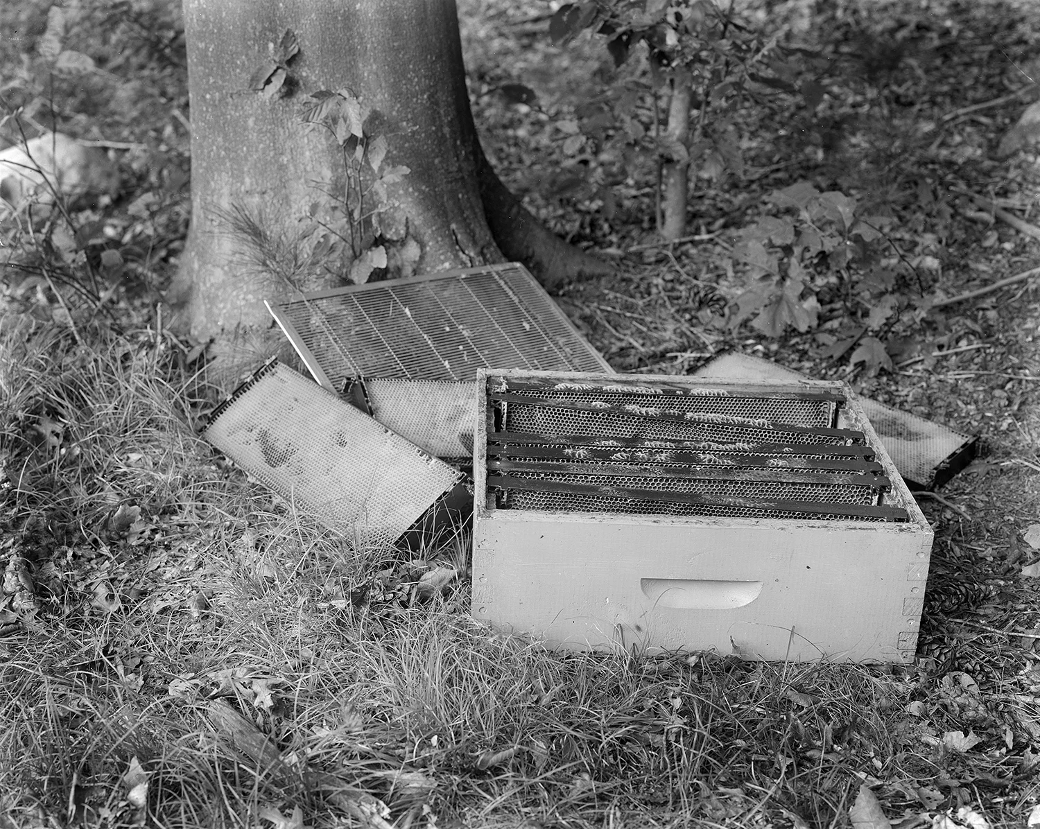 Standard Langstroth Style Beehives 8x10 Large Format Silver Gelatin Contact Print. 2011.