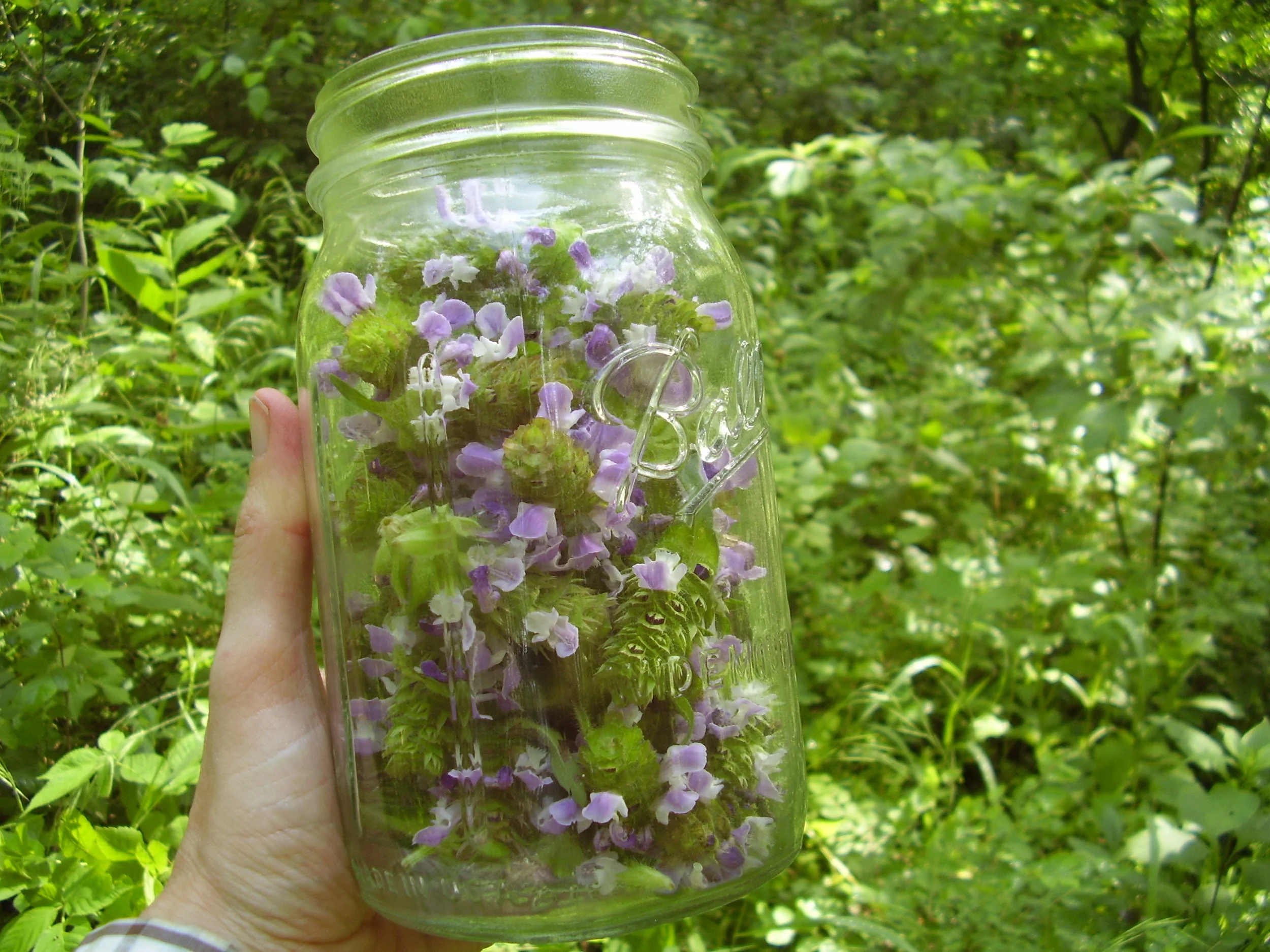 HEALTHY INGREDIENTS FOR A HEALTHY LIFESTYLE - Self Heal