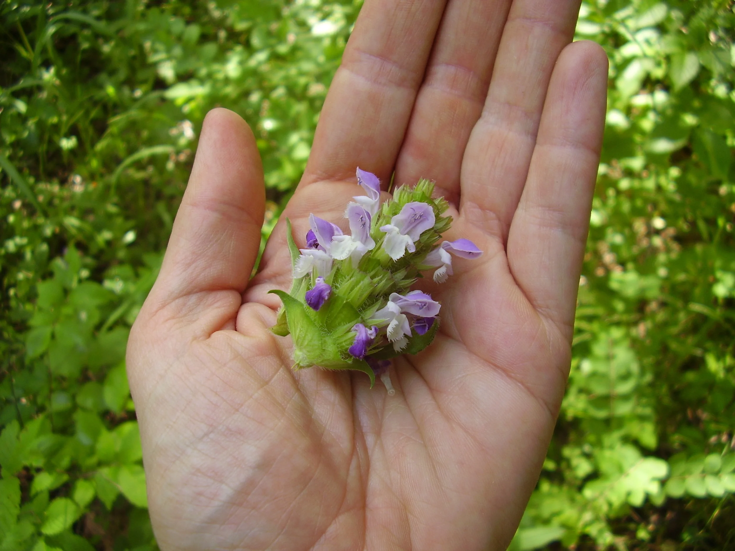 HEALTHY INGREDIENTS FOR A HEALTHY LIFESTYLE - Self Heal