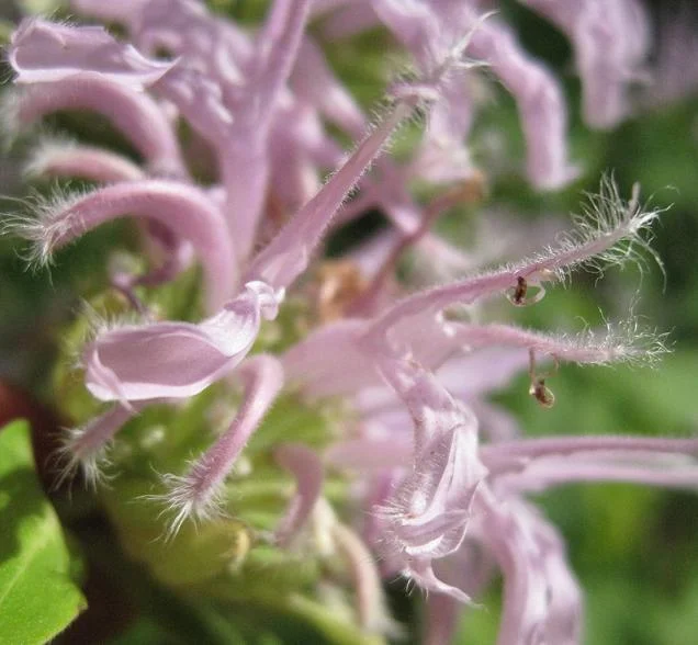 HEALTHY INGREDIENTS FOR A HEALTHY LIFESTYLE - Monarda