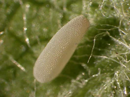 Sweat bee egg