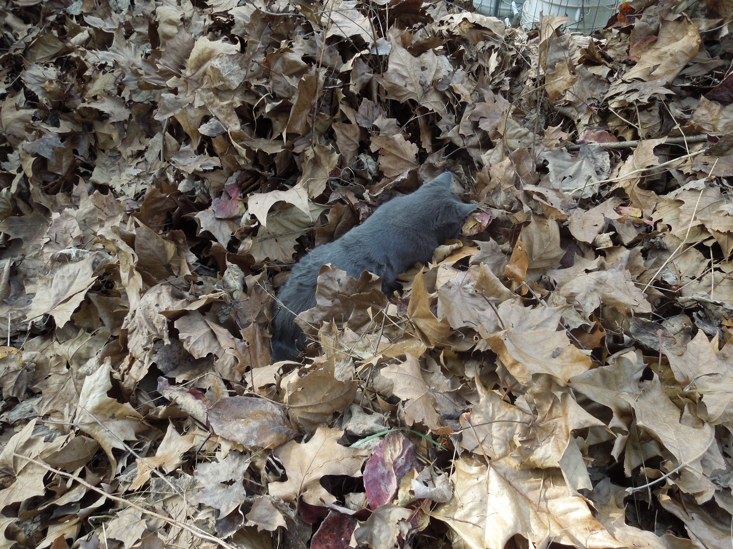 Pharaoh Spooky Bear trampling down the leaves to help.&nbsp;