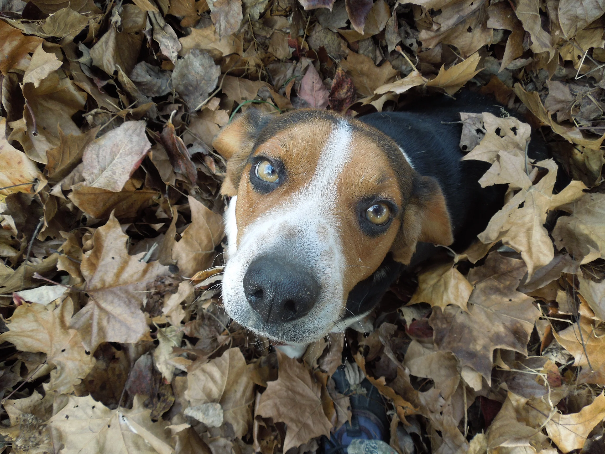 Never can have too much help.&nbsp; This is Ziggy.  