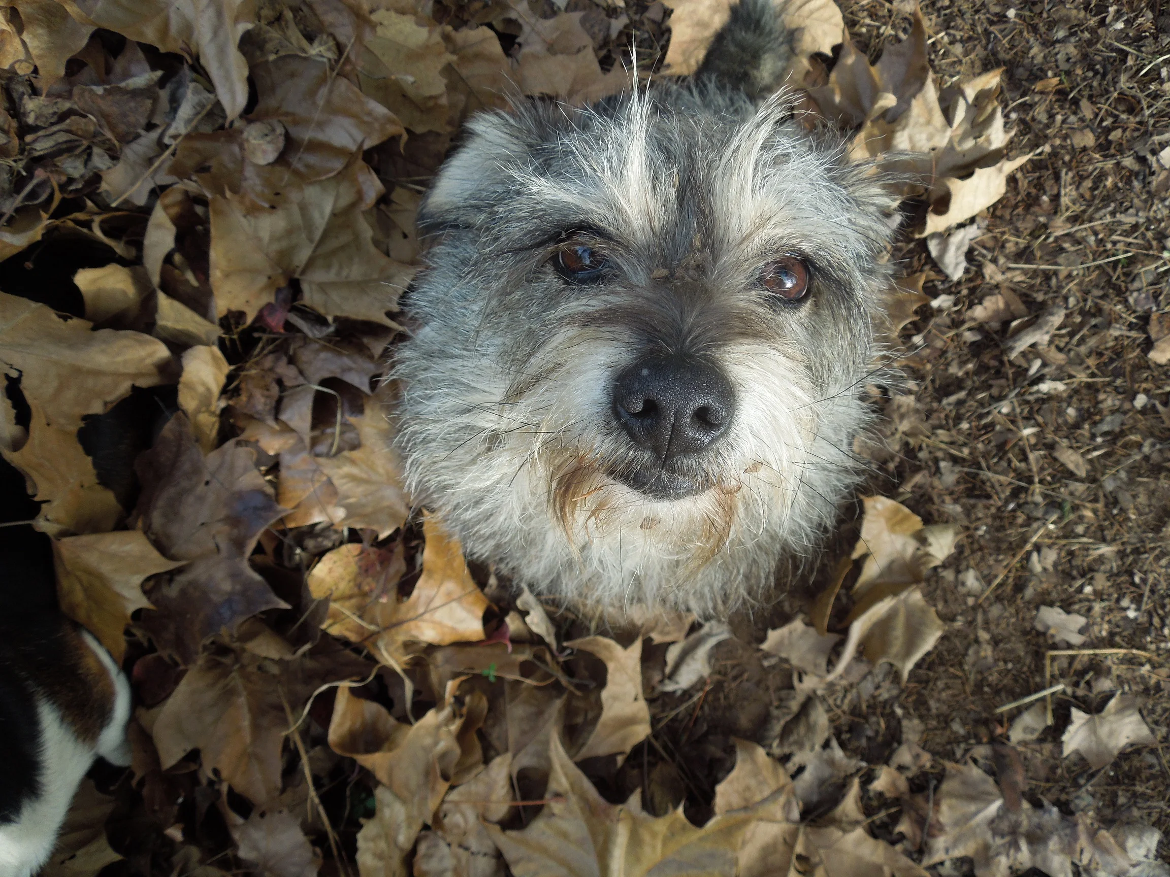 My other lovely assistant Lolli. 