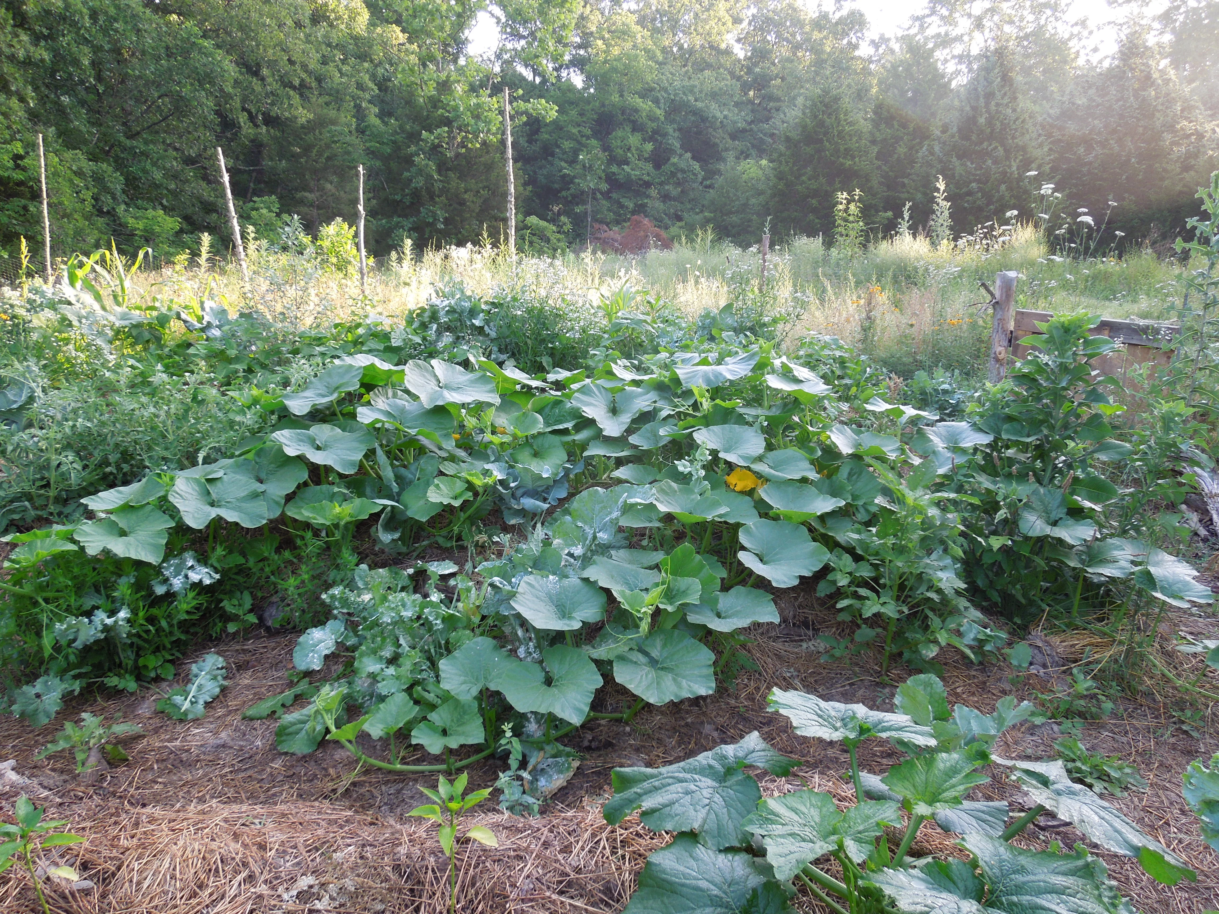 Squash bugs in a no spray garden