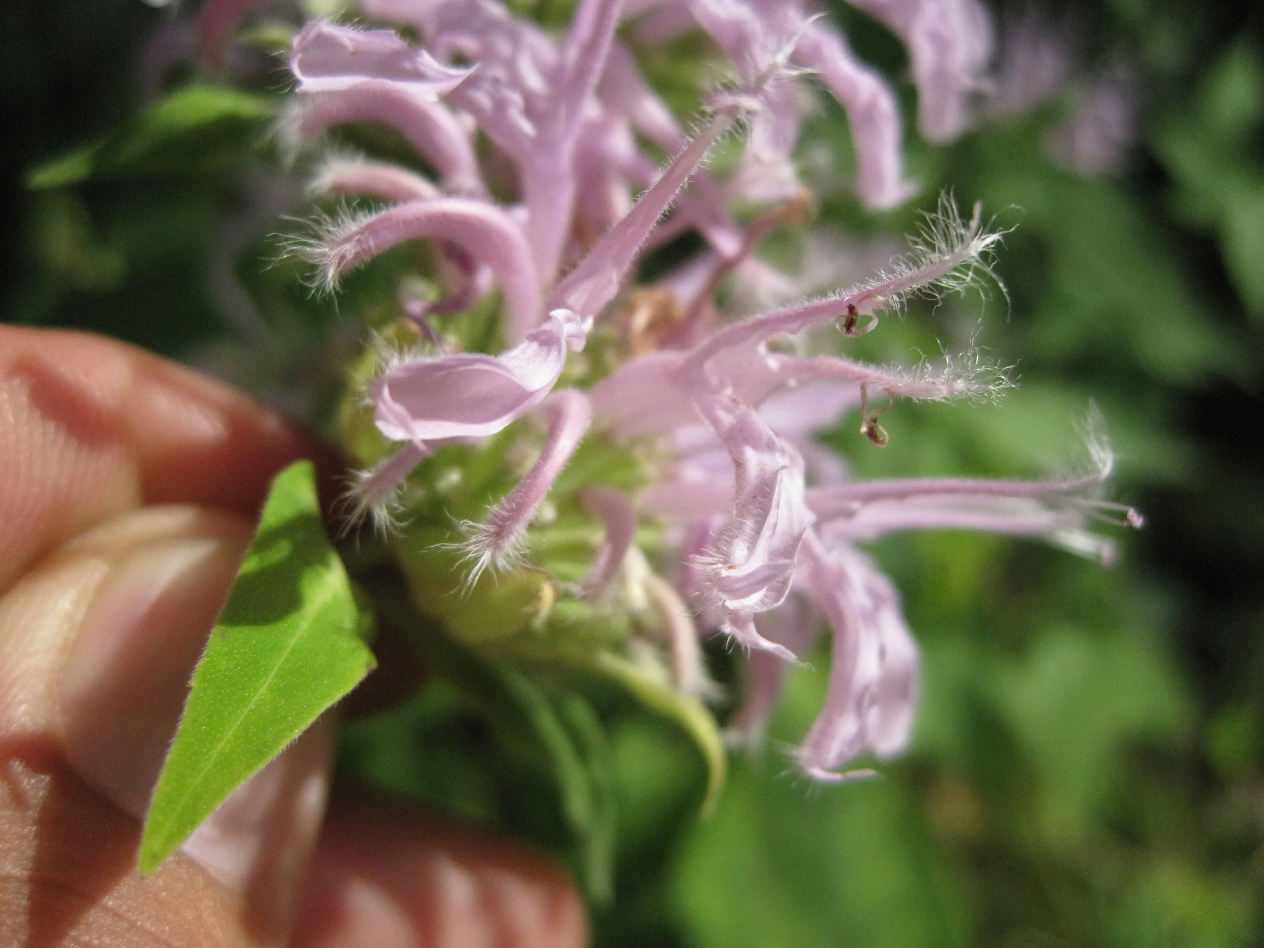 Face Cream preservatives