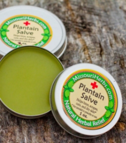 Plantain Salve - Historically used for bites, scrapes, cuts, and burns.* *Not intended to prescribe or cure. 1 oz. - $7. 2 oz. - $12.