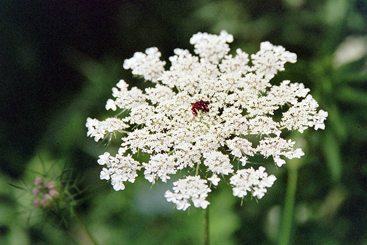 Queen Anne's lace — Missouri Herbs