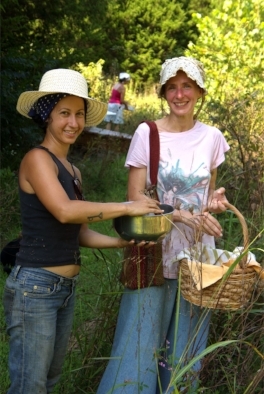 On a bright, sunny, August afternoon you will find us out in the field, harvesting Queen Anne's Lace seed.