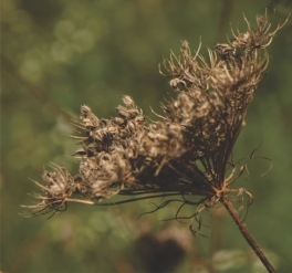Mature seed head ready for harvest.