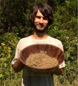 Part of the afternoon's seed harvest, and more are still ripening, not yet ready to collect from the fields.
