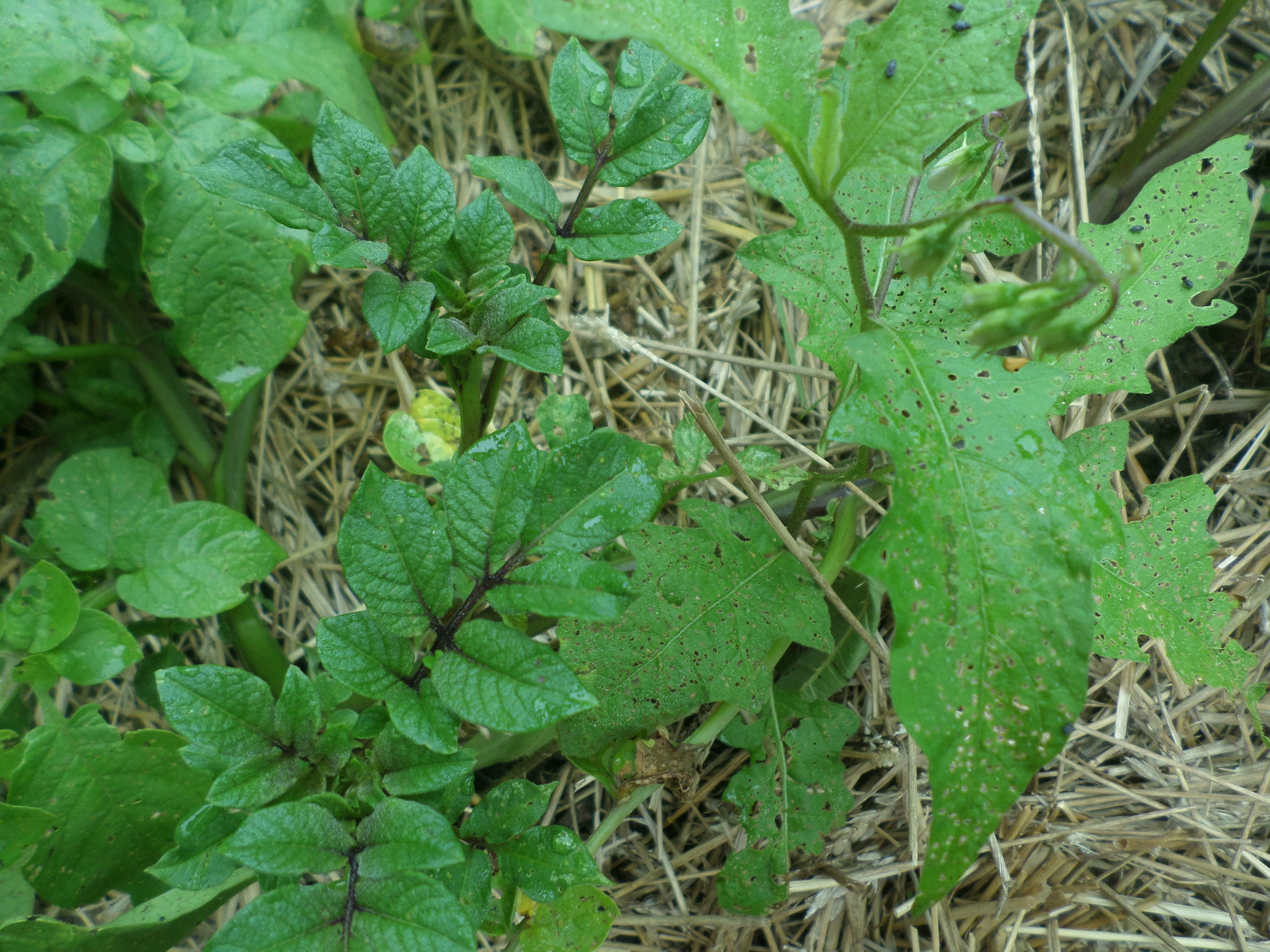 Datura and potatoes. Datura took all the flea beetle damage. 