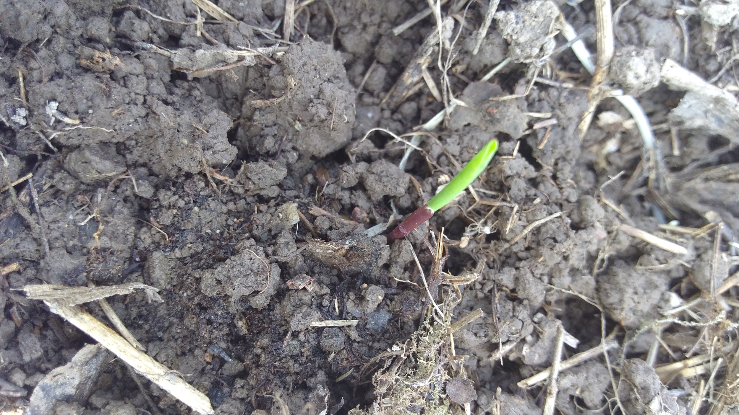 Teosinte seedling by Jamie Jackson, MissouriHerbs.com